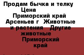 Продам бычка и телку › Цена ­ 20 000 - Приморский край, Арсеньев г. Животные и растения » Другие животные   . Приморский край